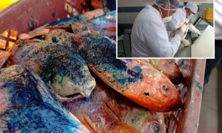 DECOMISAN PESCADOS Y ENLATADOS EN MAL ESTADO DURANTE OPERATIVOS DE SEMANA SANTA