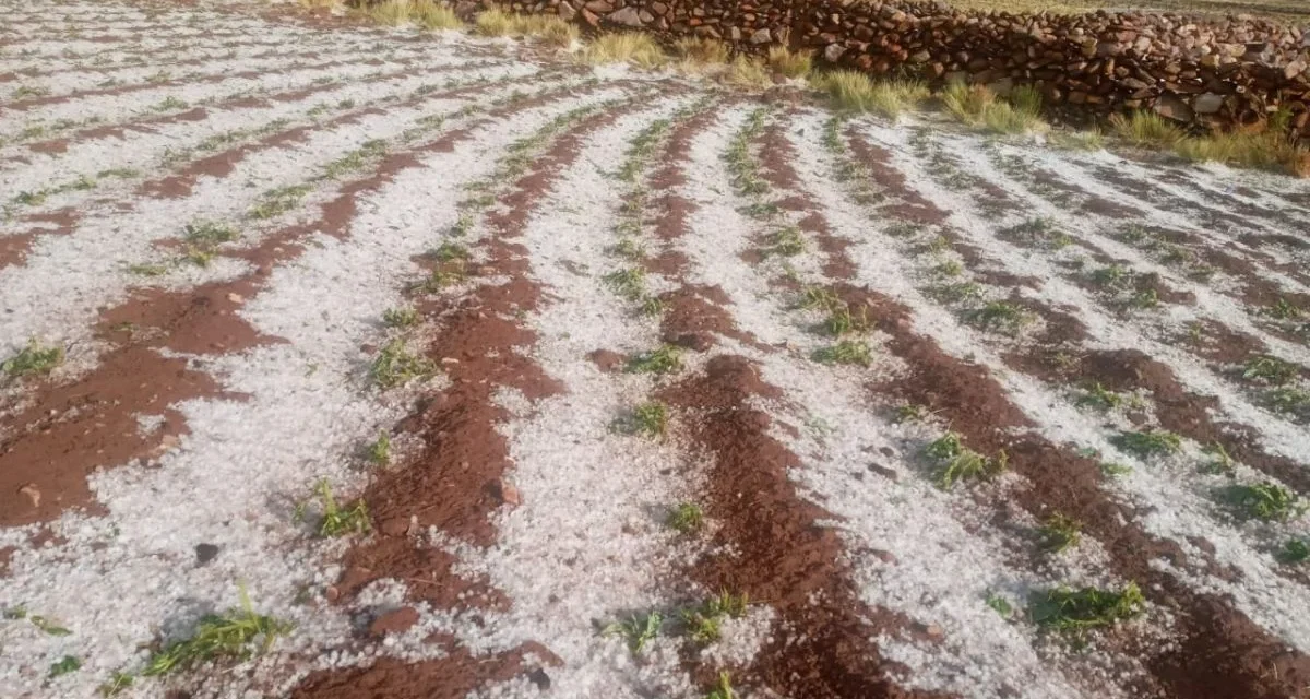 FUERTE GRANIZADA AFECTA A LOS CULTIVOS DE 20 COMUNIDADES DEL MUNICIPIO DE PUNA