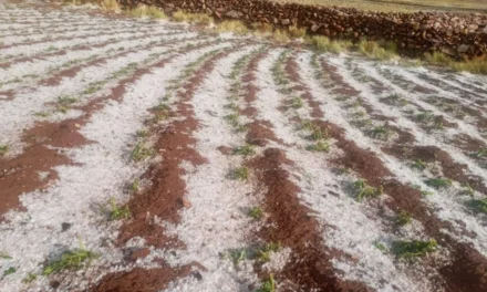 FUERTE GRANIZADA AFECTA A LOS CULTIVOS DE 20 COMUNIDADES DEL MUNICIPIO DE PUNA