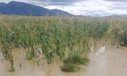 CONTINÚAN LAS LLUVIAS EN MUNICIPIOS DEL DEPARTAMENTO DE POTOSÍ Y AFECTAN LA PRODUCCIÓN AGRÍCOLA