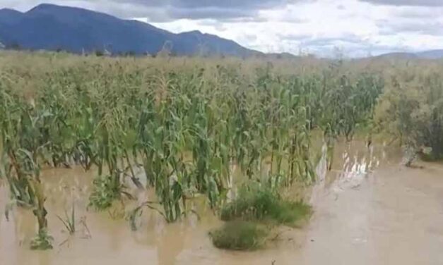 CONTINÚAN LAS LLUVIAS EN MUNICIPIOS DEL DEPARTAMENTO DE POTOSÍ Y AFECTAN LA PRODUCCIÓN AGRÍCOLA