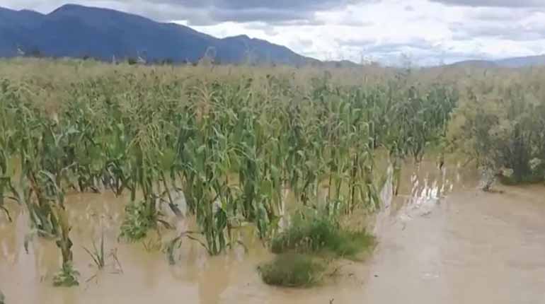 CONTINÚAN LAS LLUVIAS EN MUNICIPIOS DEL DEPARTAMENTO DE POTOSÍ Y AFECTAN LA PRODUCCIÓN AGRÍCOLA