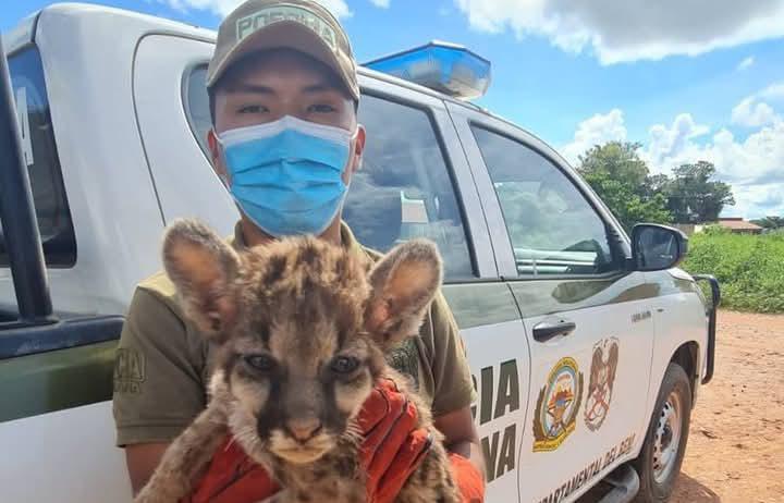 POFOMA REDUCE EL TRÁFICO DE ANIMALES SILVESTRES EN POTOSÍ