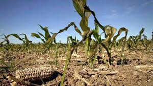 CRISIS AGRÍCOLA EN EL DISTRITO N° 14 POR FALTA DE LLUVIAS