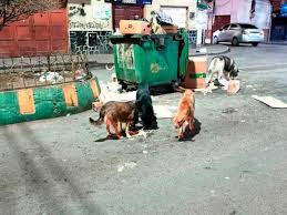ZOONOSIS REALIZA OPERATIVOS NOCTURNOS PARA PROTEGER A LOS PERRITOS DEL FRÍO EN POTOSÍ