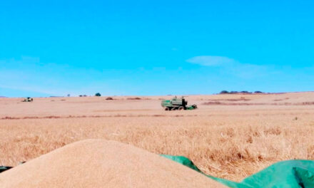 Chuquisaca: Emapa deja sin comprador a 3.000 toneladas de trigo y golpea a 1.500 familias