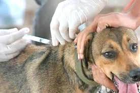 UNIDAD DE ZOONOSIS REALIZA HASTA 35 ESTERILIZACIONES DIARIAS