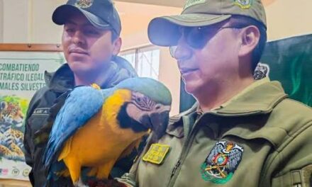 POFOMA RESCATA UN GUACAMAYO EN CONDICIONES PRECARIAS Y LO SOMETE A ATENCIÓN ESPECIALIZADA PARA SU POSTERIOR REINSERCIÓN EN EL HÁBITAT NATURAL