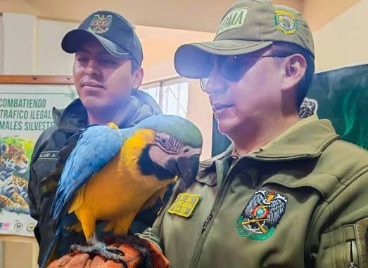 POFOMA RESCATA UN GUACAMAYO EN CONDICIONES PRECARIAS Y LO SOMETE A ATENCIÓN ESPECIALIZADA PARA SU POSTERIOR REINSERCIÓN EN EL HÁBITAT NATURAL